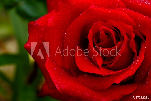 Bild på Beautiful red rose closeup